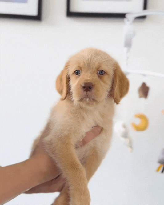 🦁 Cub: Yellow Mini Labradoodle 🇸🇬 (Girl)