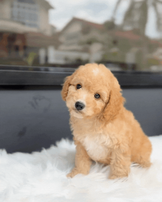 ⭐️ Blessing: Brown Toy Poodle 🇸🇬 (Boy)
