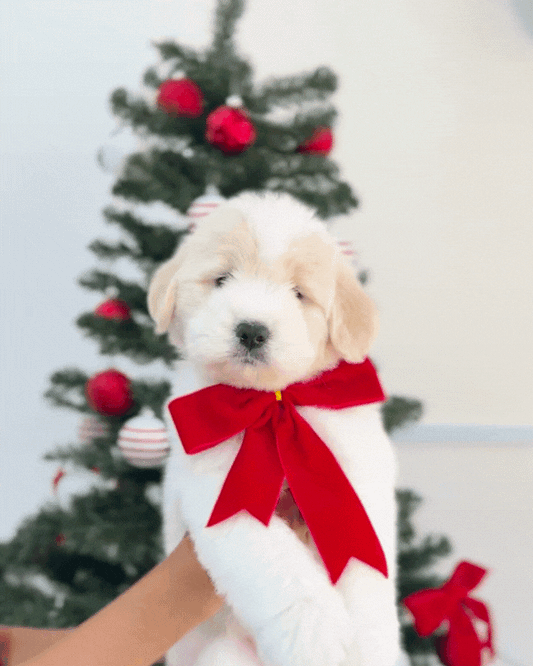 🐻‍❄️ Feifei 肥肥: Cream Mini Chow Spitz Doodle 🇸🇬 (Girl)