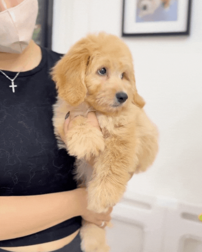 🌭 Bruno: Brown Doxiepoo 🇸🇬 (Boy)