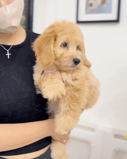 🌭 Bruno: Brown Doxiepoo 🇸🇬 (Boy)