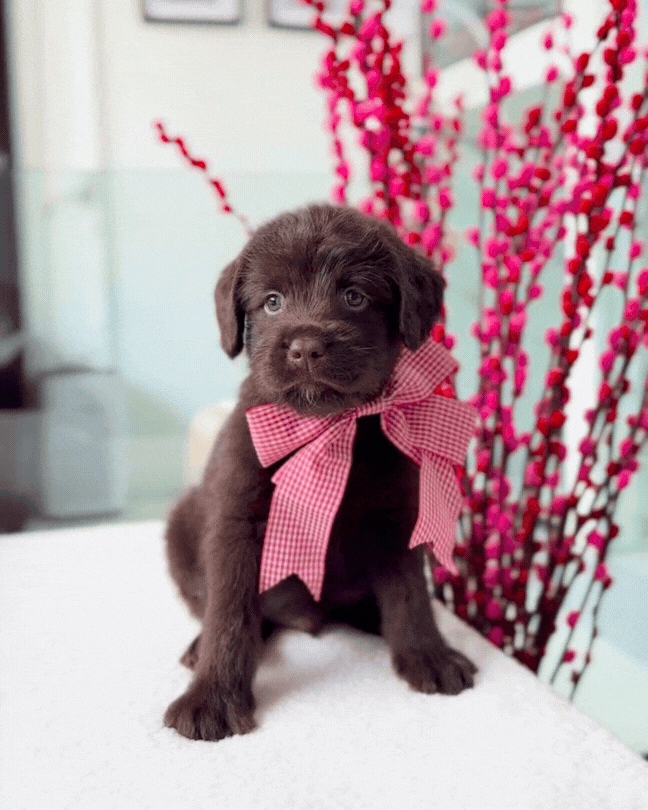 🥐🍫✨Milo: Chocolate Mini Labradoodle 🇸🇬 (Boy)