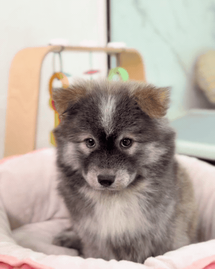 🚀 Rocket: Tri-Coloured Chow+Spitz+Poo 🇸🇬 (Boy)
