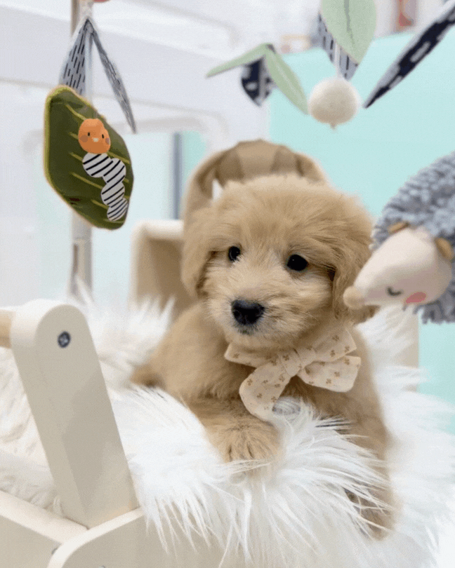 ⭐️ Latte: Mini Cream Silky Multi-Gen F1BB Golden Doxie 🇸🇬 (Boy)
