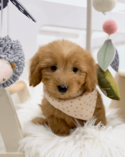 ⭐️ Cino: Mini Cream Silky Multi-Gen F1BBGolden Doxie 🇸🇬 (Girl)