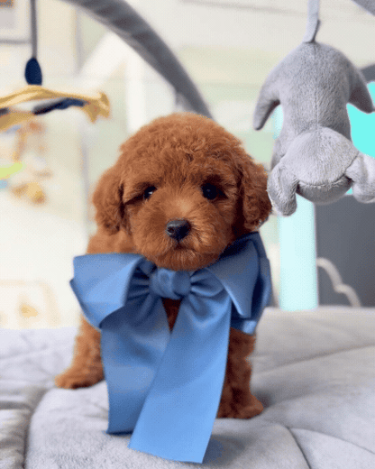 🩷✨ Lumi: Brown Toy Poodle 🇸🇬 (Girl)
