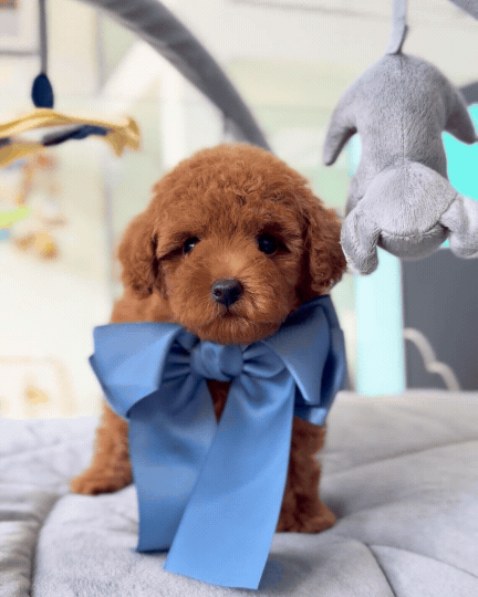 🥰🩷 Lumi: Brown Toy Poodle 🇸🇬 (Girl)