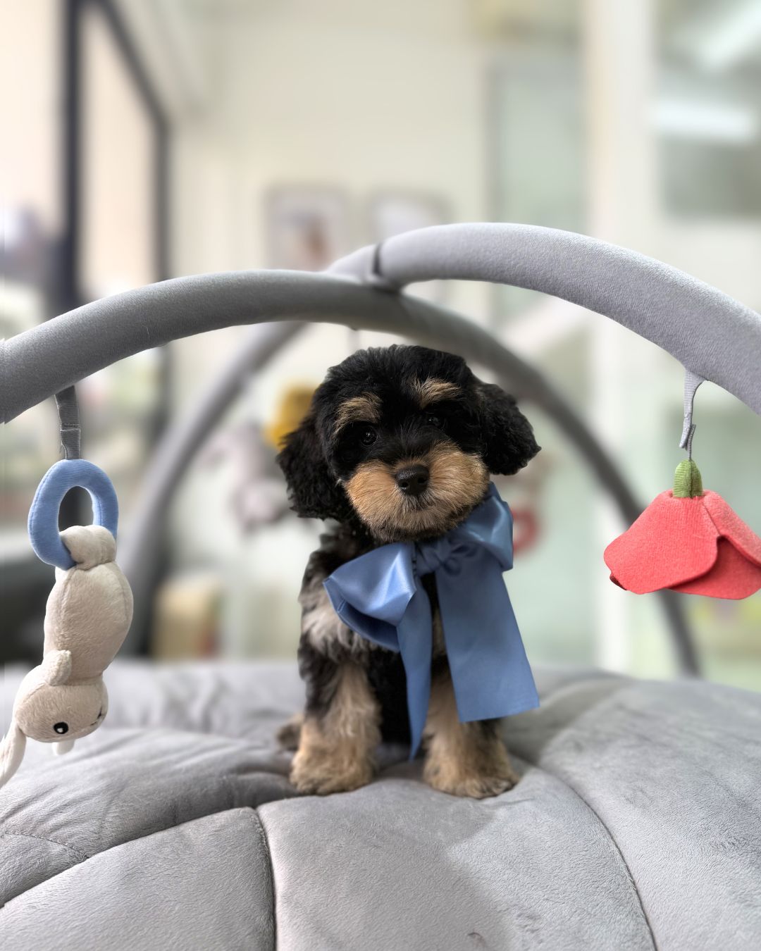 🖤🤎 Kimi: Parti Black Tan Toy Schnoodle 🇸🇬 (Girl)