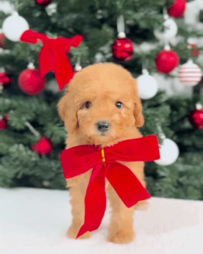 ⭐💡Lumi: Cream Brown Toy Miniature Poodle 🇸🇬 (Girl)
