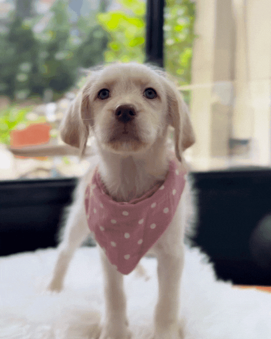 🍦Vanilla: Cream Mini Labradoodle 🇸🇬 (Girl)