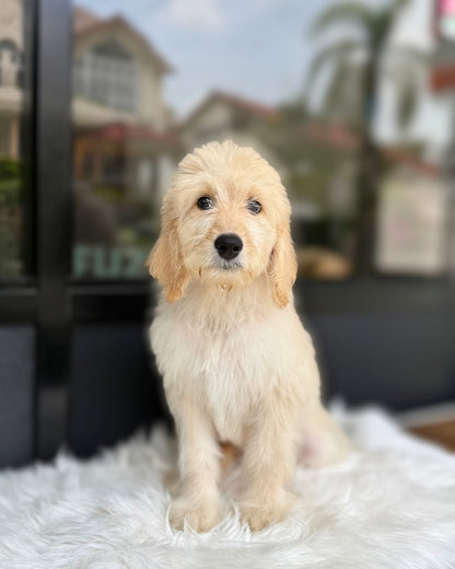 🍑 Peach: Cream Brown Mini English Golden Doodle 🇸🇬 (Girl)