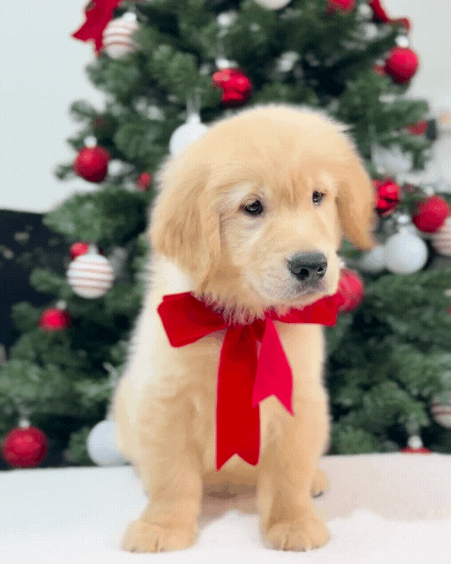🧈🦁 Butter: Cream Golden Retriever 🇸🇬 (Boy)