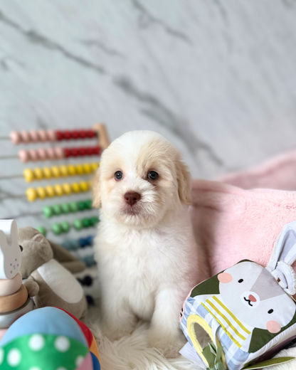 DAI DAI: PARTI CHOW DOODLE 🇸🇬 (MALE)