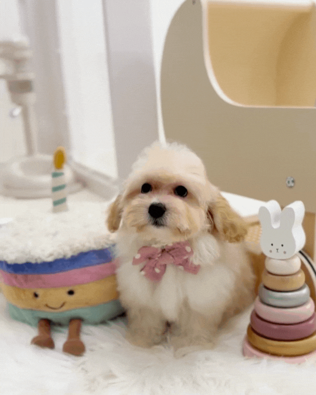 🍮 Ding Ding: Cream Toy Maltipoo 🇸🇬 (Boy)