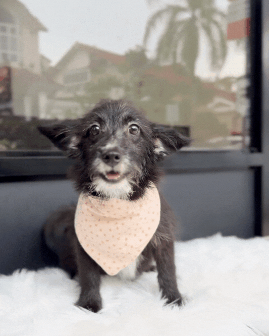 😜 Tex: Black White Corgitz 🇸🇬 (Boy) *