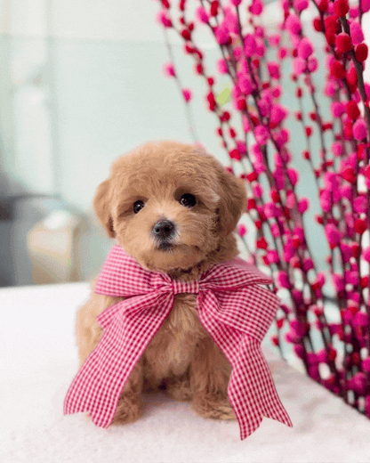 ✨🧸Joon Joon: Brown Tiny Maltipoo 🇸🇬 (Boy)