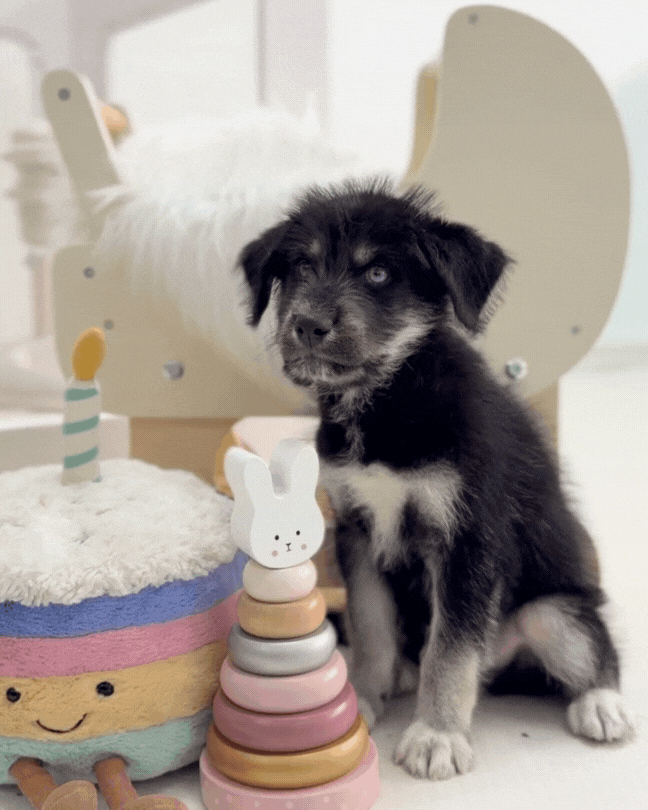 🐺Panther: Mini Parti Black & White Husky Doodle 🇸🇬 (Boy)