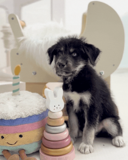 🐺Panther: Mini Parti Black & White Husky Doodle 🇸🇬 (Boy)