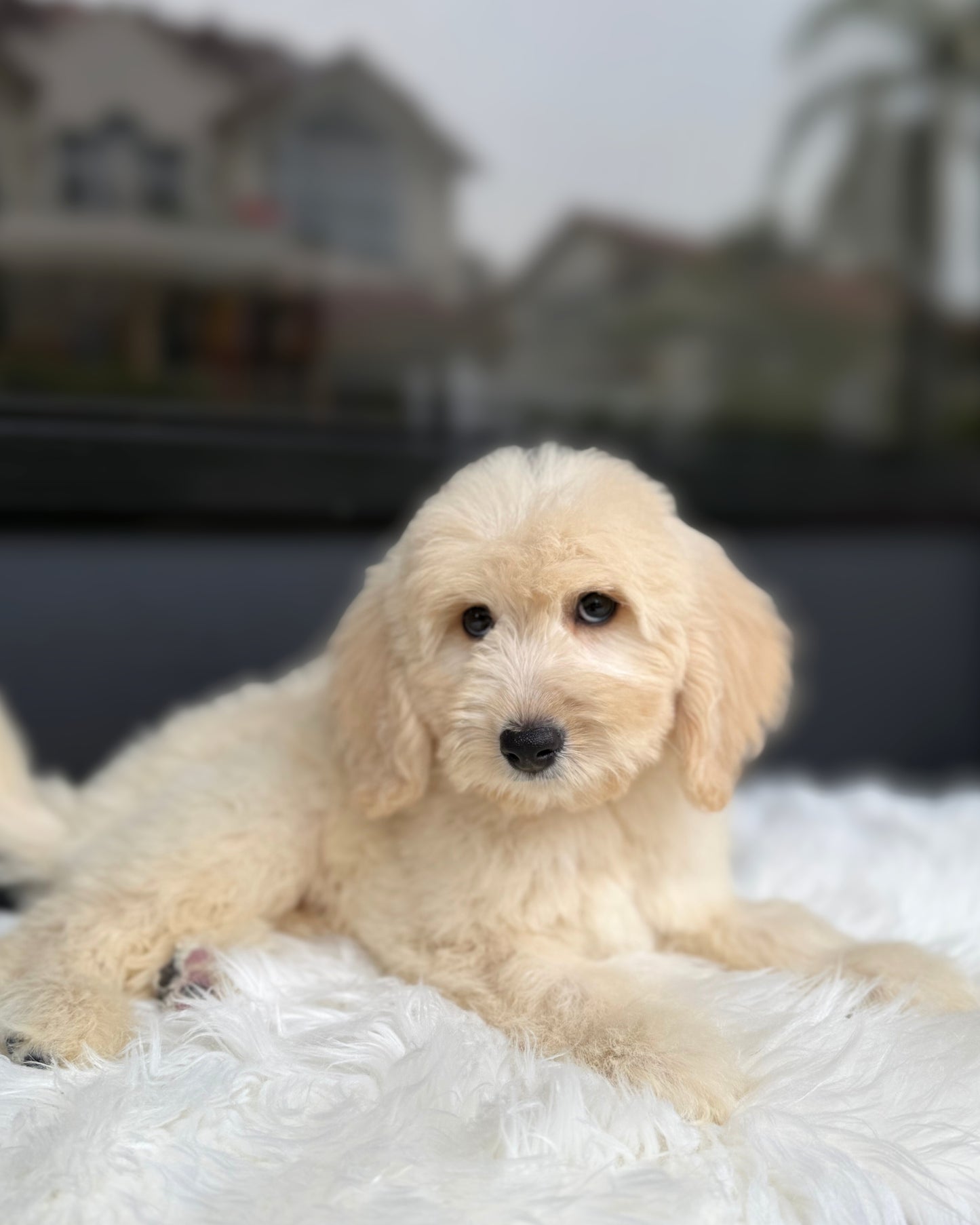 🐻 Chairo: Light Brown Mini Double Doodle 🇸🇬 (Boy)
