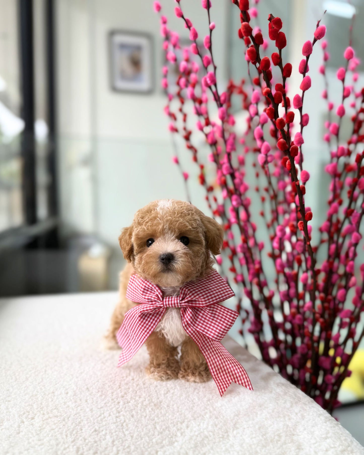 ✨🧸 Ume: Parti Brown White Tiny Maltipoo 🇸🇬 (Girl)