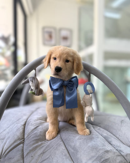 💛🐾 Zola: Cream Gold Golden Retriever 🇸🇬 (Girl)