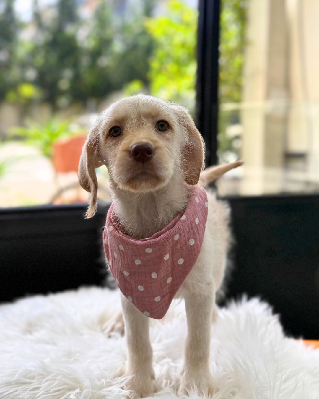 🍦Vanilla: Cream Mini Labradoodle 🇸🇬 (Girl) *