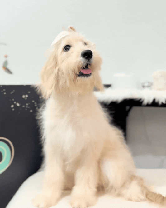 🩷🎀 Nunu: Cream Mini Golden Doodle 🇸🇬 (Girl)
