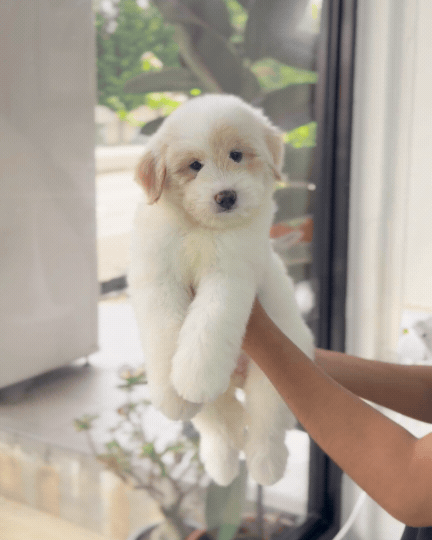 ⭐️ Starley: Cream Chow+Spitz+Poo 🇸🇬 (Girl)