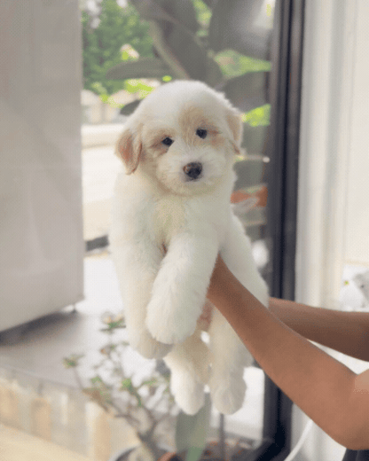 ⭐️ Starley: Cream Chow+Spitz+Poo 🇸🇬 (Girl)