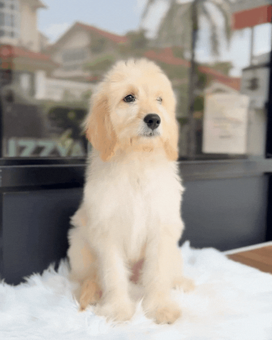 🍑 Peach: Cream Brown Mini English Golden Doodle 🇸🇬 (Girl)