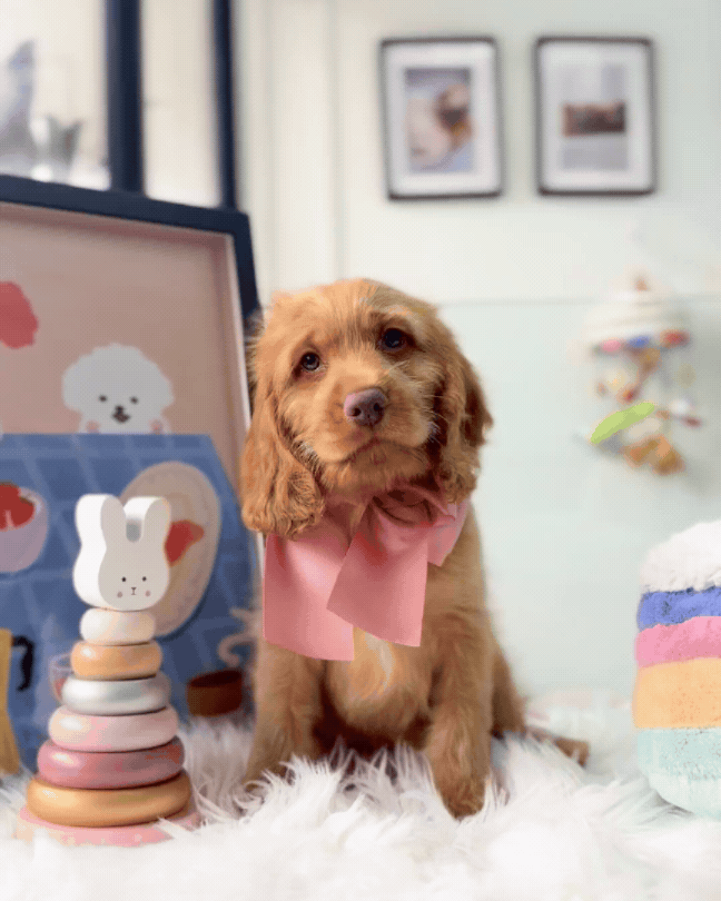 🧸✨ Koda: Golden Cockapoo 🇸🇬 (Boy)