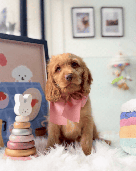 🧸✨ Koda: Golden Cockapoo 🇸🇬 (Boy)