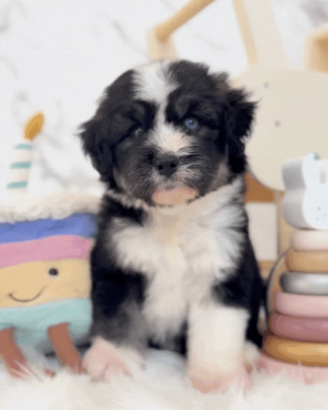 ⚡️Stormi:  Mini Parti Black & White Husky Doodle 🇸🇬 (Girl)