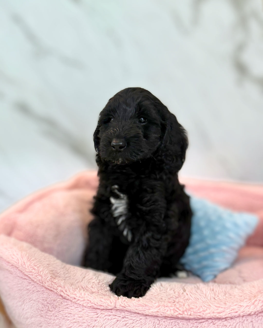 ✨Selene: Black Mini Labradoodle F1B 🇸🇬 (Girl)