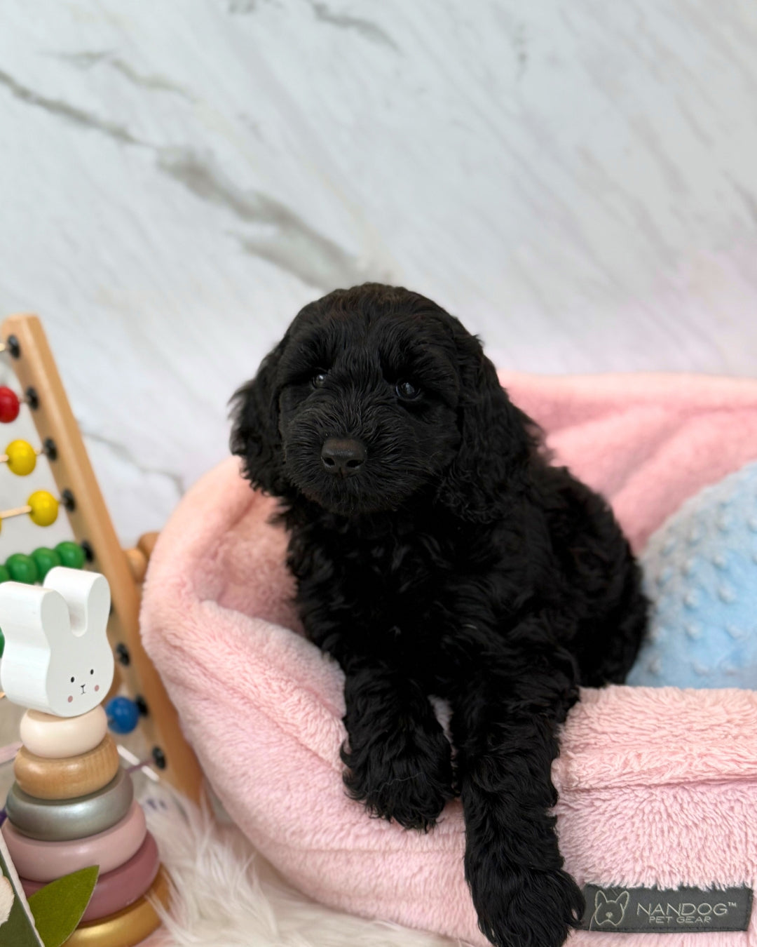 🌩️Storm: Black Mini Labradoodle F1B 🇸🇬 (Boy)