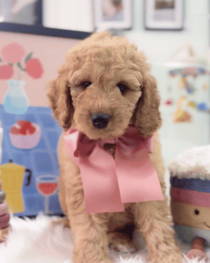 🧸☁️ Teddy: Cream Brown F1BB Mini Petite Golden Doodle 🇸🇬 (Boy)