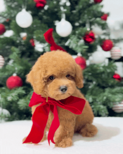 🌸💖 Yori: Brown Tiny Maltipoo 🇸🇬 (Girl)