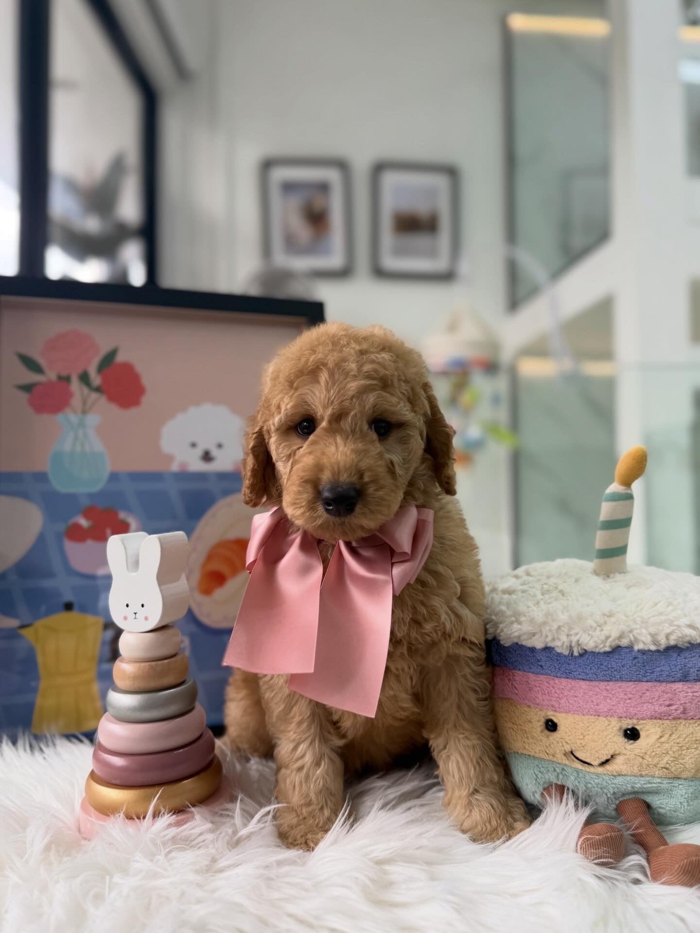🧸☁️ Roku: Cream Brown F1BB Mini Petite Golden Doodle 🇸🇬 (Boy)
