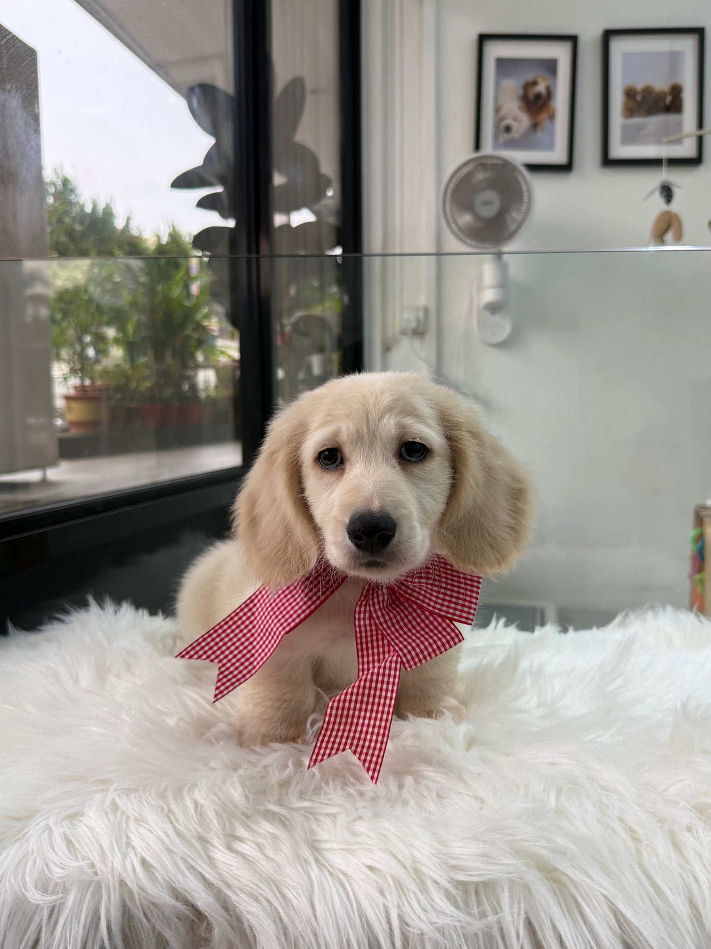 Luca: Cream Gold F1B Golden Doxie 🇸🇬 (Boy)