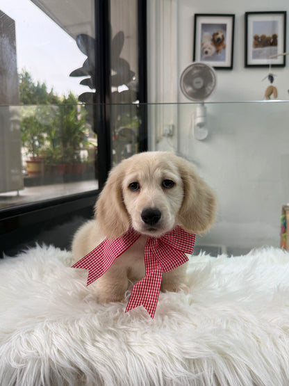 Luca: Cream Gold F1B Golden Doxie 🇸🇬 (Boy)