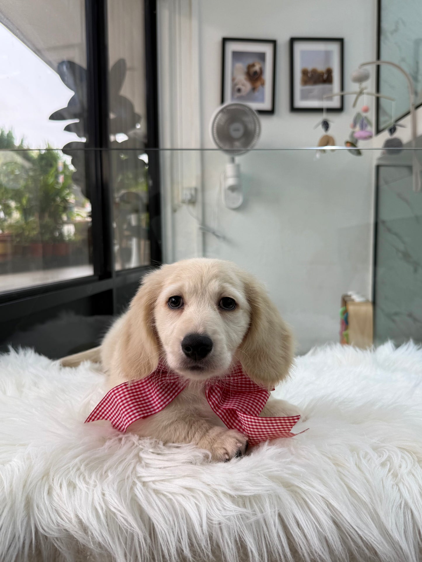 Luca: Cream Gold F1B Golden Doxie 🇸🇬 (Boy)