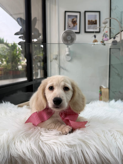 Luca: Cream Gold F1B Golden Doxie 🇸🇬 (Boy)