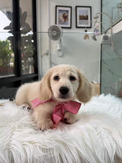 Luca: Cream Gold F1B Golden Doxie 🇸🇬 (Boy)