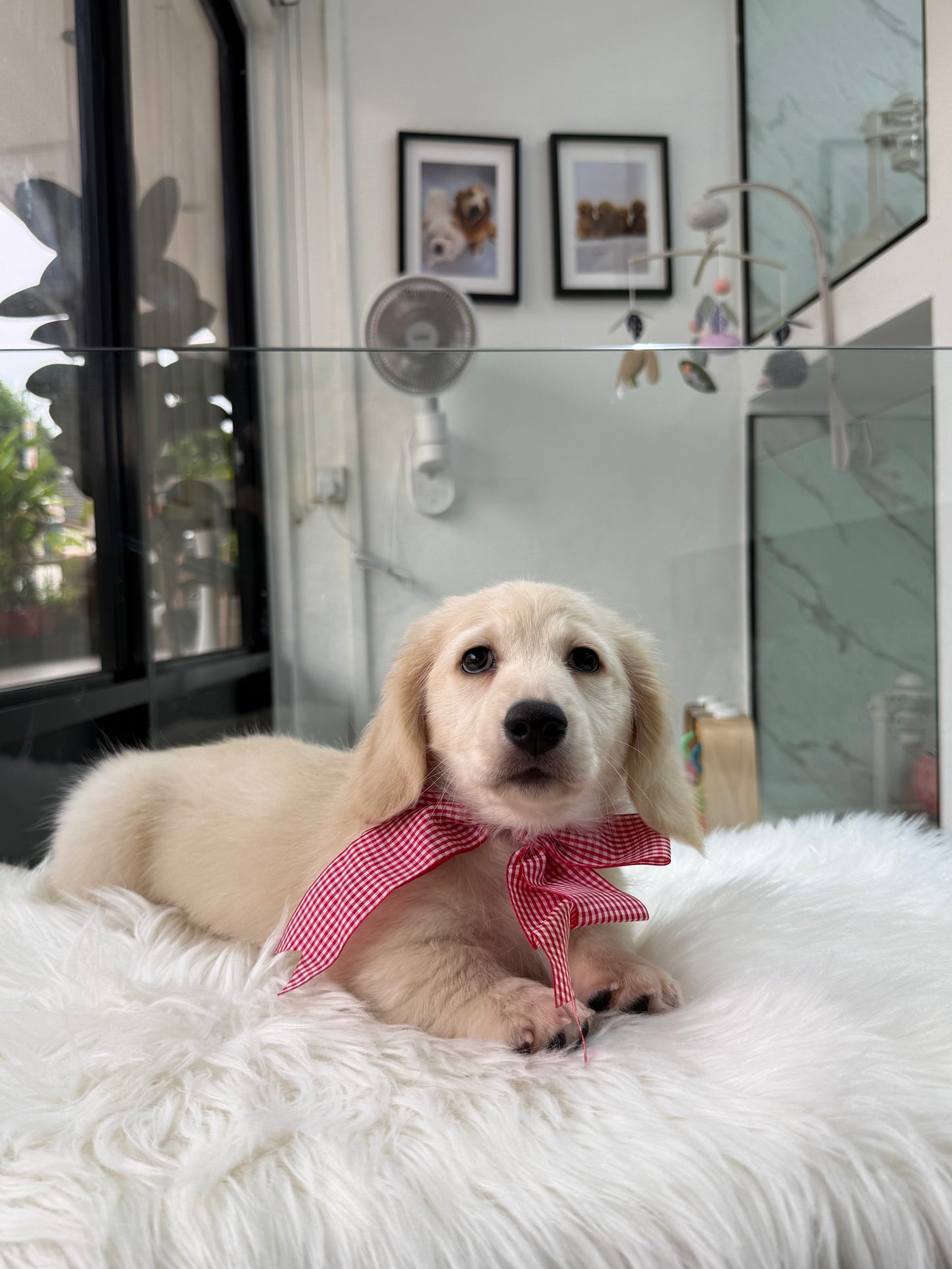 Luca: Cream Gold F1B Golden Doxie 🇸🇬 (Boy)