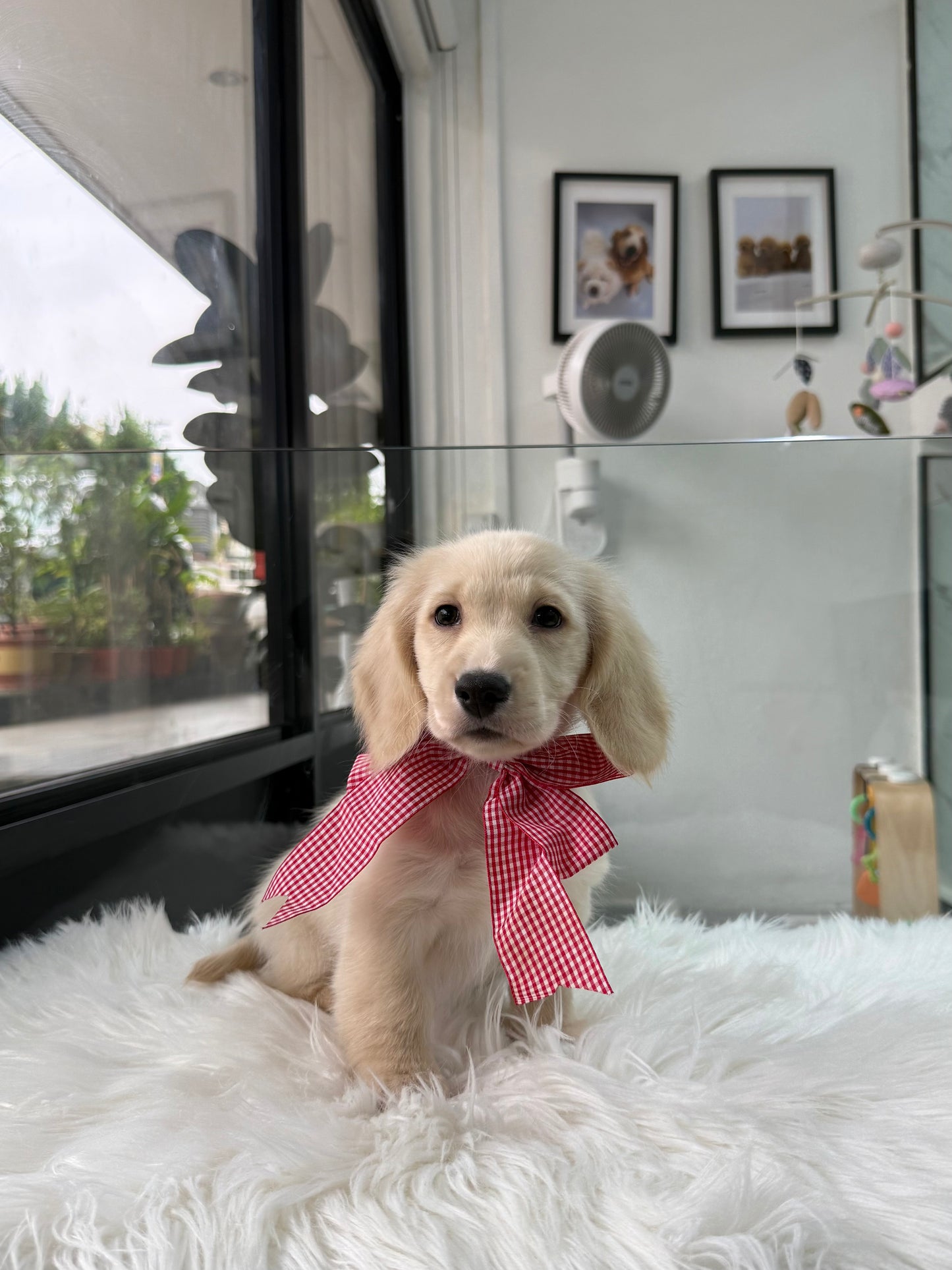 Lyla: Cream Gold F1B Golden Doxie 🇸🇬 (Girl)