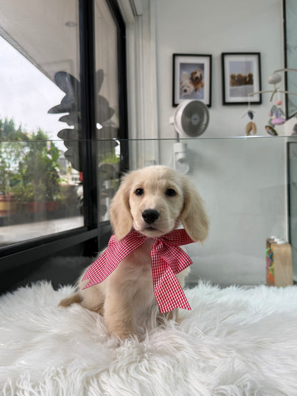 Lyla: Cream Gold F1B Golden Doxie 🇸🇬 (Girl)