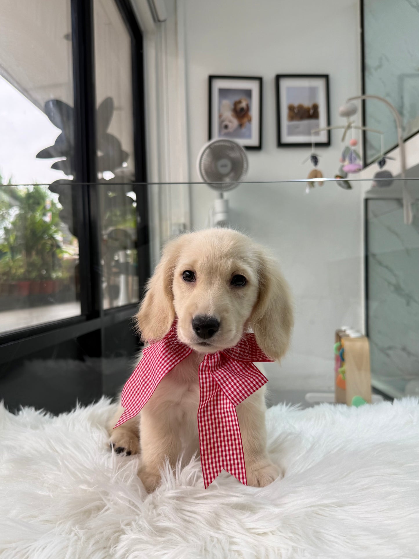 Lyla: Cream Gold F1B Golden Doxie 🇸🇬 (Girl)