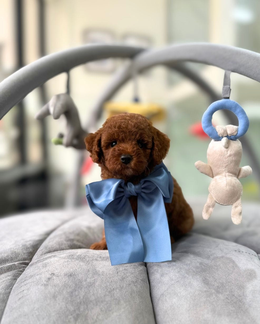 ☁️🧸 Juno: Brown Toy Cavapoo 🇸🇬 (Boy)