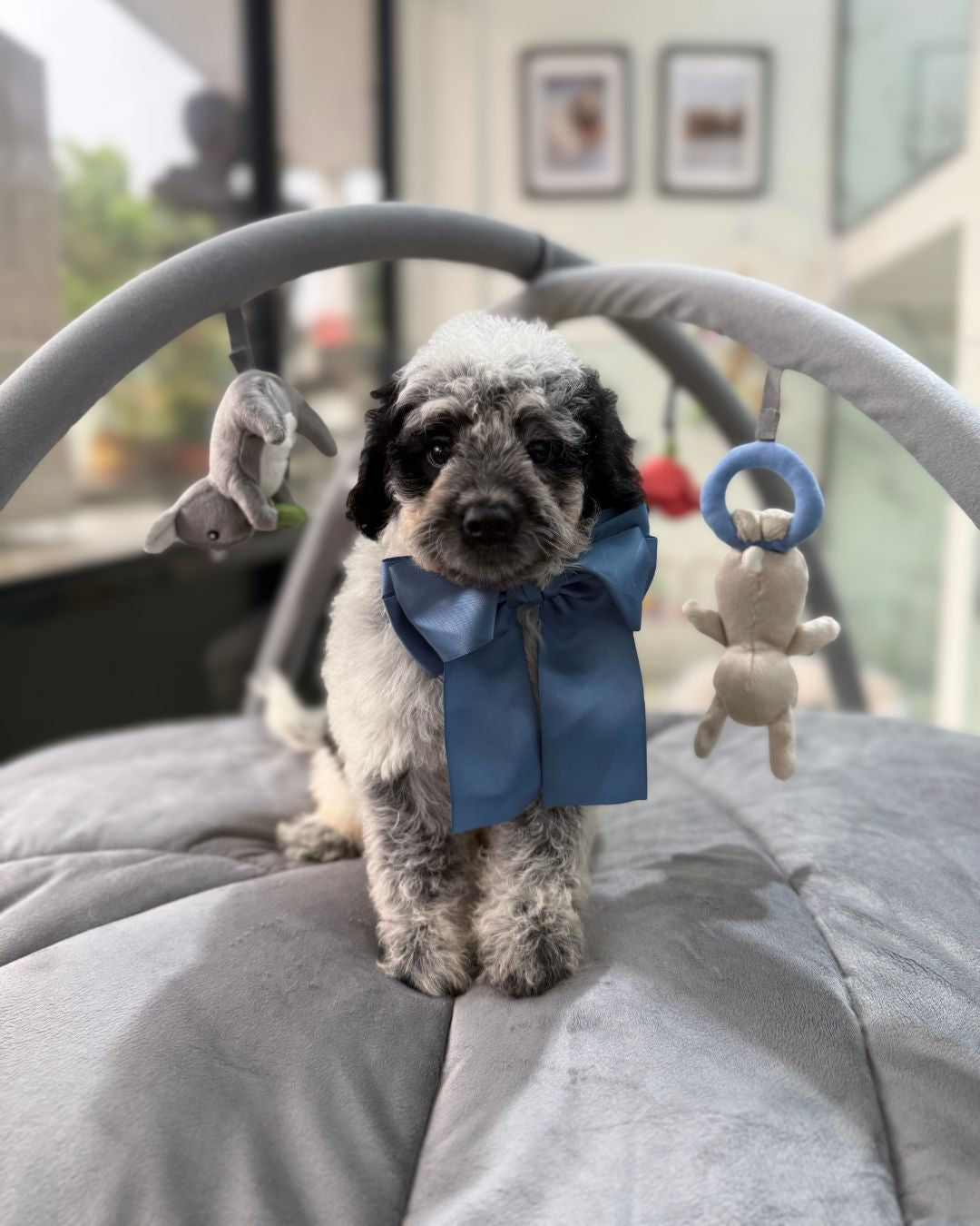 🐮✨ Moo Moo: Parti Black White Cavapoo 🇸🇬 (Boy)