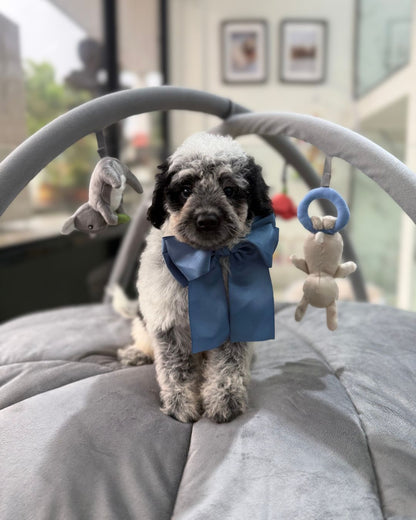 🐮✨ Moo Moo: Parti Black White Cavapoo 🇸🇬 (Boy)